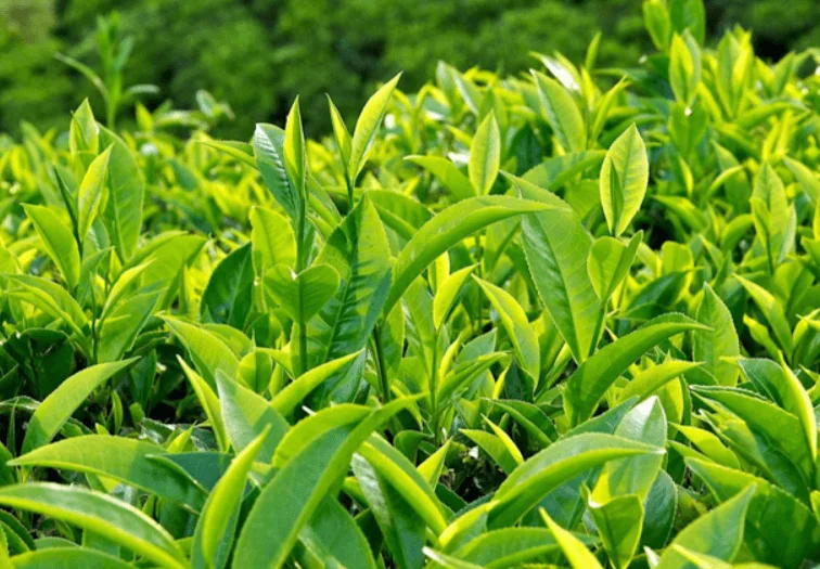 Cách bảo quản chè trong kho lạnh hiệu quả