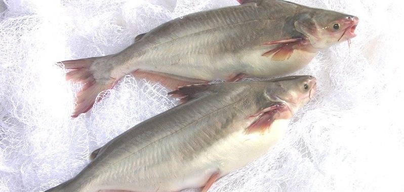 Lắp đặt kho lạnh bảo cá basa