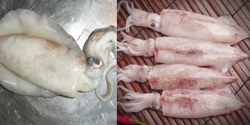 Lắp đặt kho lạnh bảo quản mực